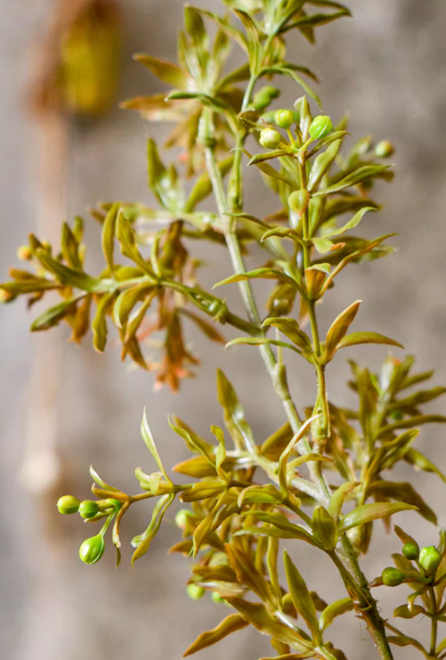 Full Foliage Autumn Botanical Collection