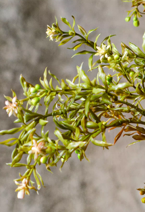 Full Foliage Autumn Botanical Collection