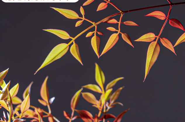 Majestic Autumn Canopy Permanent Collection