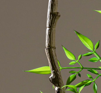 Majestic Autumn Canopy Permanent Collection
