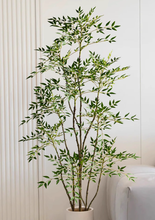 Whisper Canopy Tree Botanical Collection